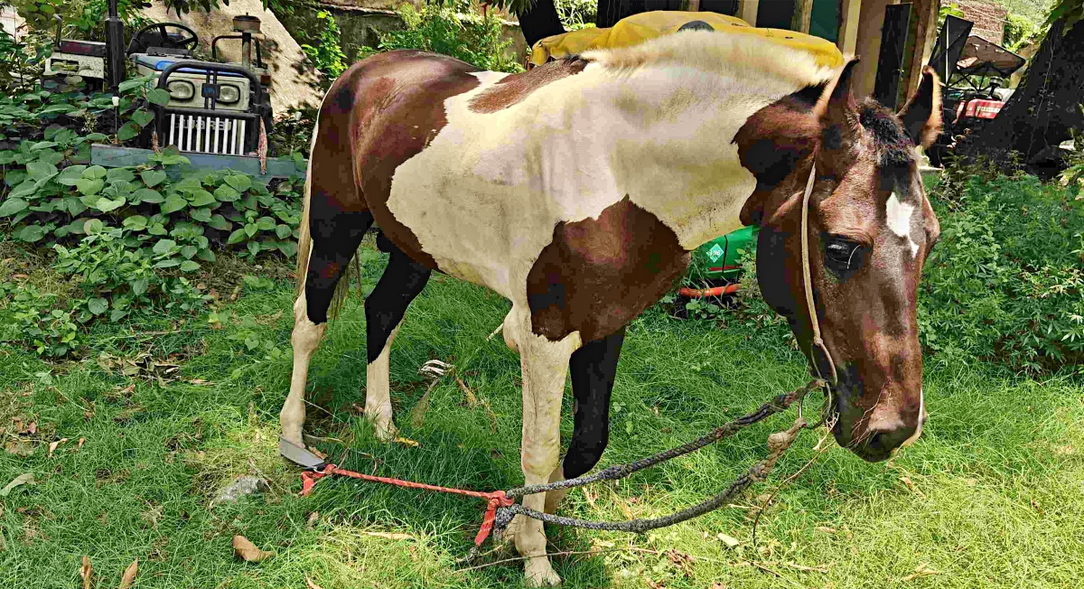 Horse arrested in Bettiah