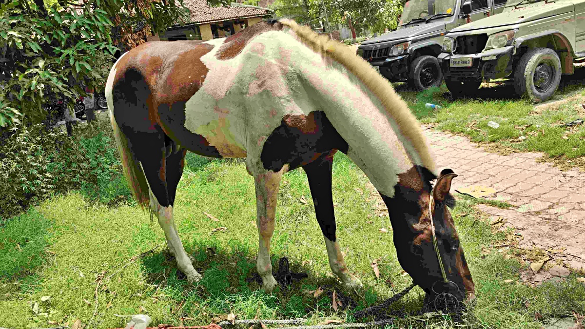 Horse arrested in Bettiah