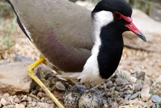 SHIVPURI TITHARI LAID FOUR EGGS