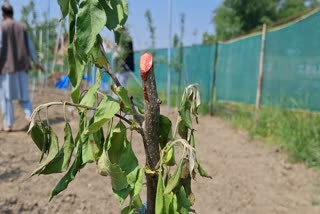 Kashmir Farmers Cry Foul Over High-Density Apple Scheme