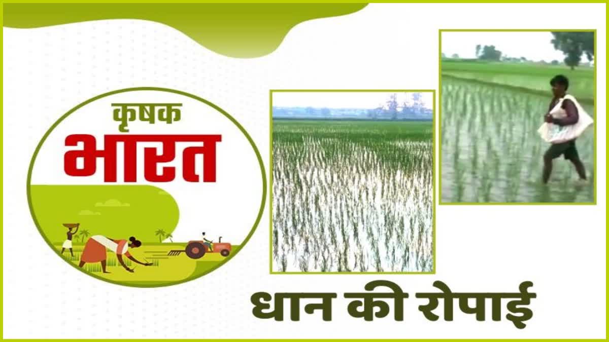 paddy cultivation in panipat