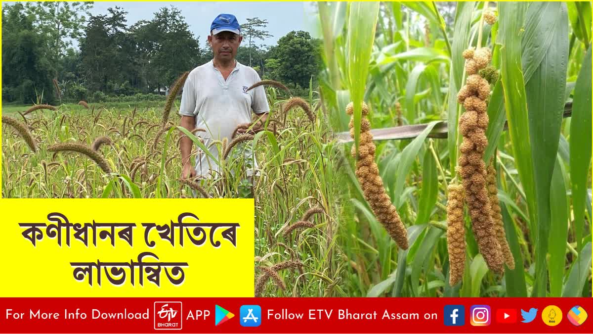 Foxtail millet farming in Tinsukia