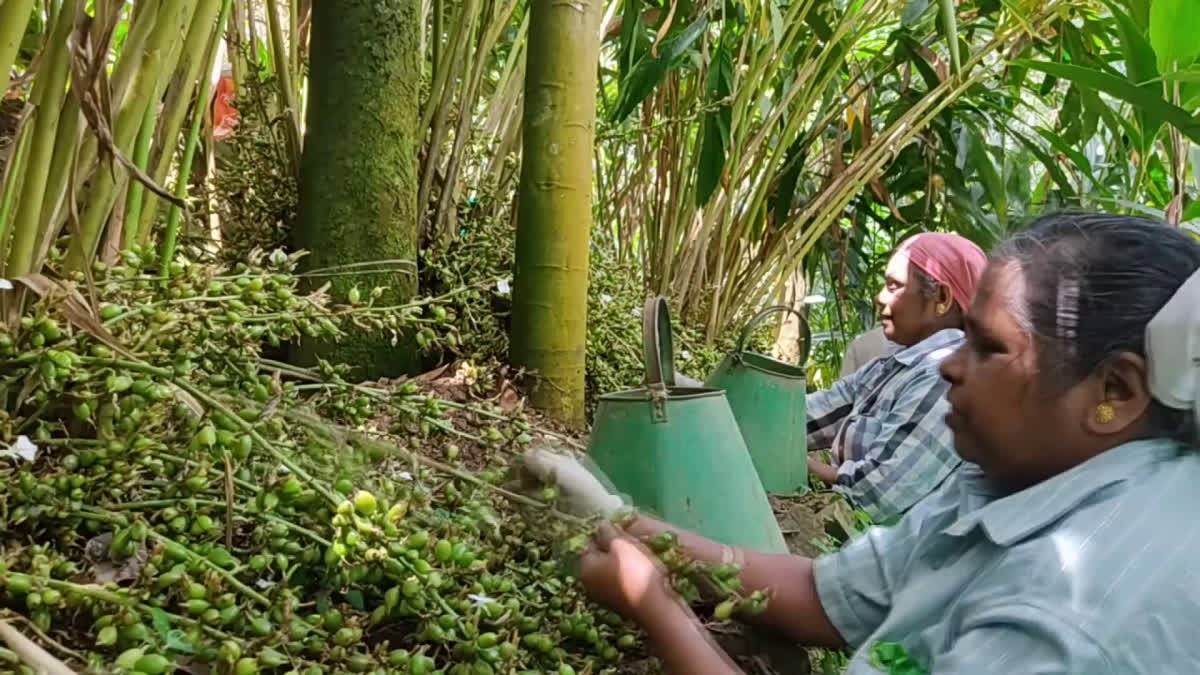 cardamom cultivation in Idukki Kerala  cardamom cultivation in Idukki  ഏലം വിപണി  കൃത്രിമ നിറം ചേർത്ത ഏലയ്‌ക്ക  ഏലയ്‌ക്ക വിപണി  കൃത്രിമ നിറ വിവാദവുമായി ഏലം വിപണി  ഏലം കർഷകർ  Artificially colored cardamom  ഏലയ്‌ക്ക  Cardamom Artificial Color Controversy