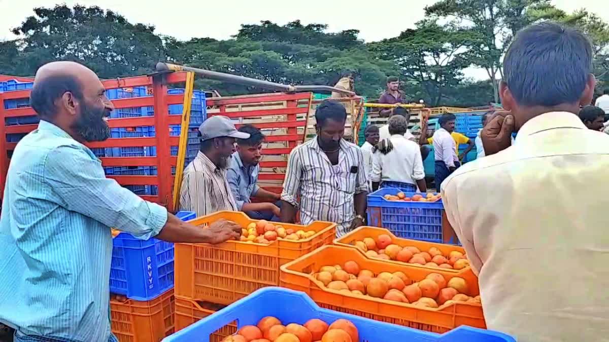 ಟೊಮೆಟೊ ಬೆಲೆ