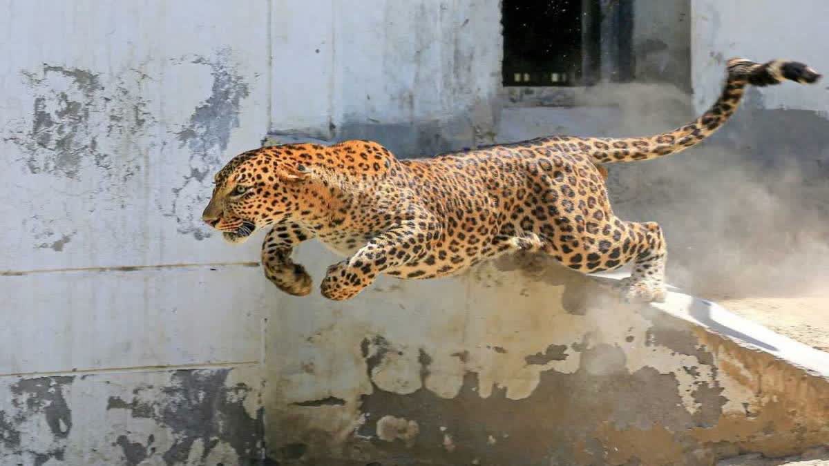 Leopard Attack