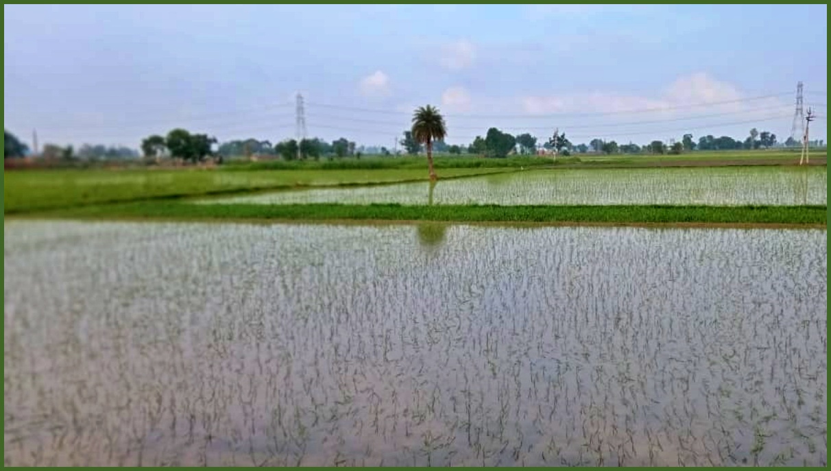 paddy cultivation in panipat