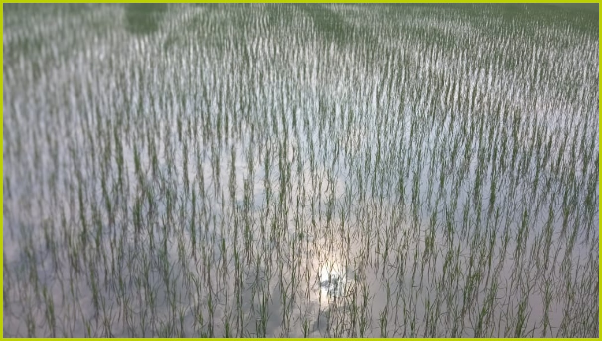 paddy cultivation in panipat