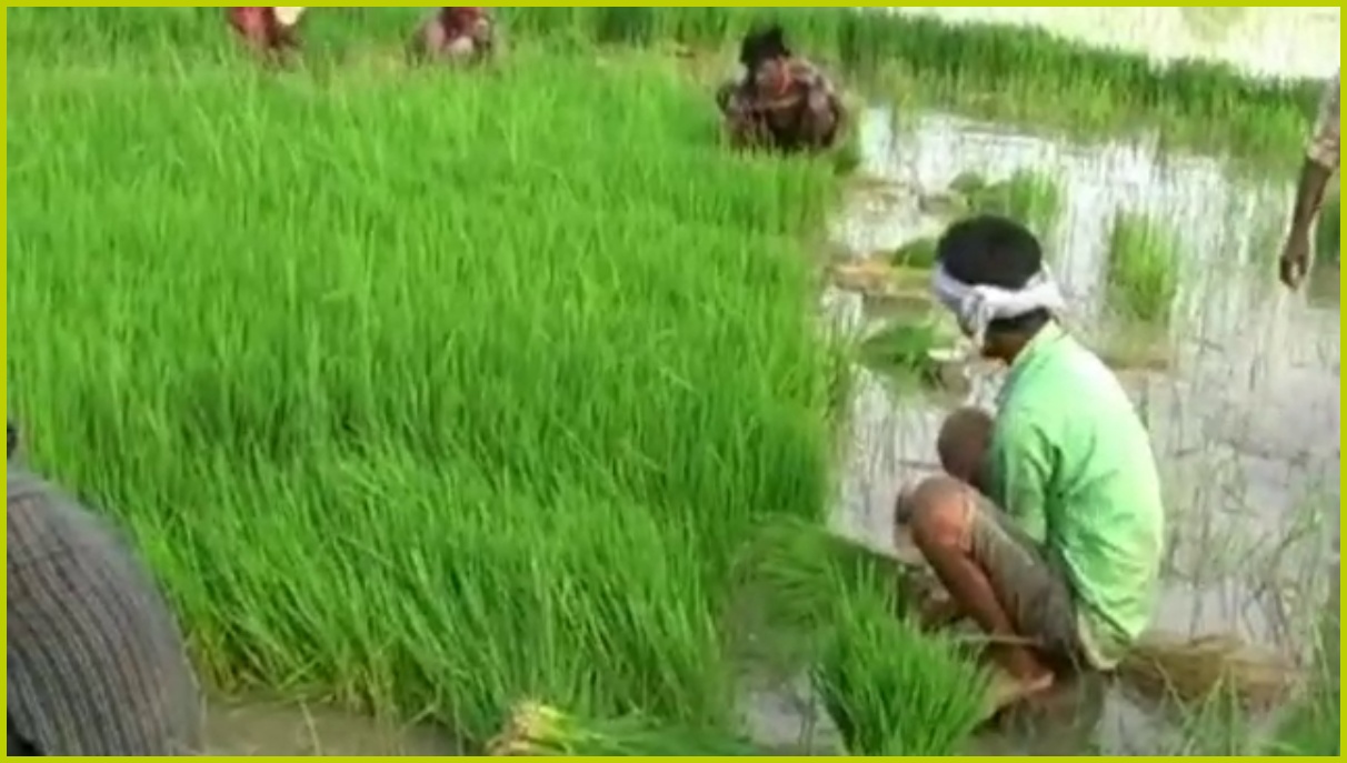 paddy cultivation in panipat