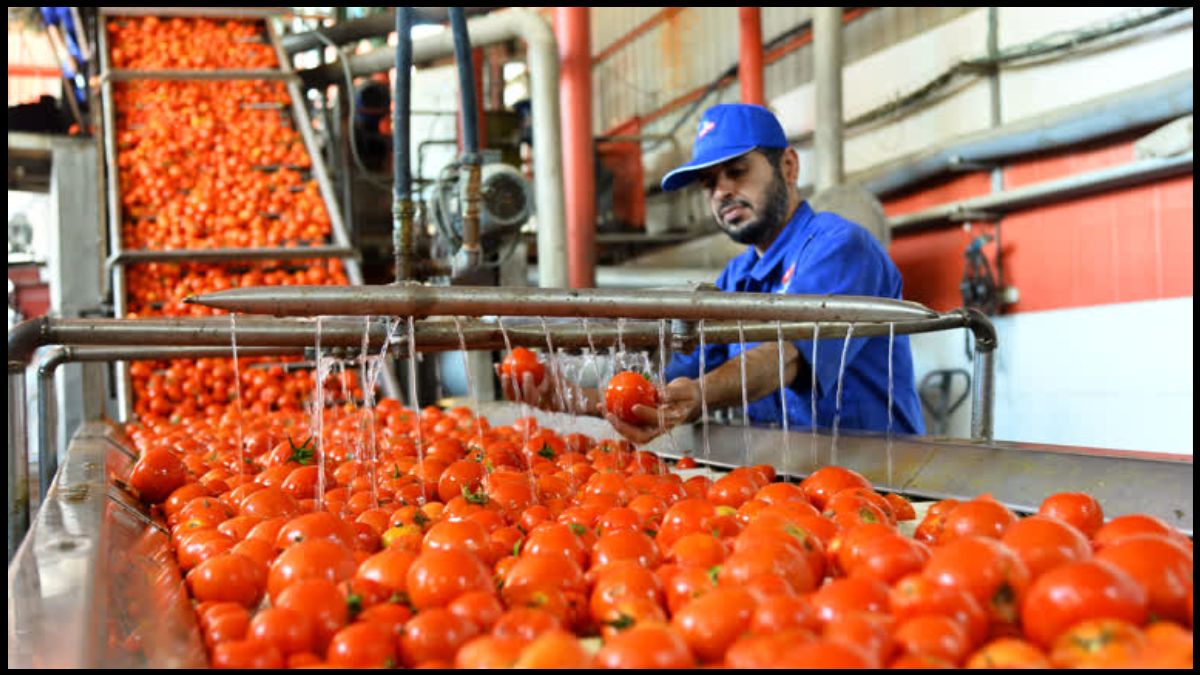 Tomato Price