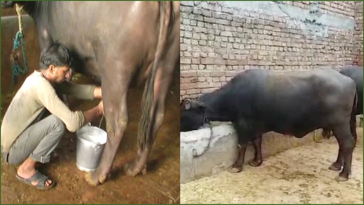 Subsidy on animal husbandry in Haryana