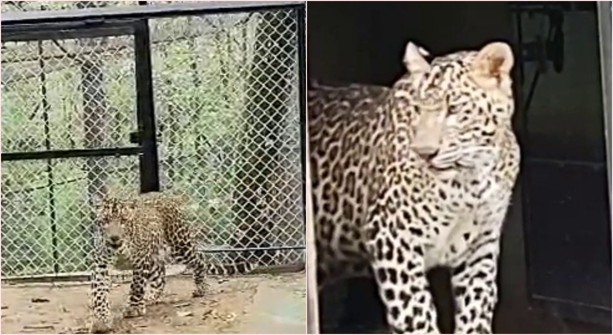 controversy on leopard names