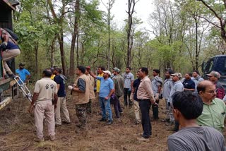 four bison shifted from Satpura to Sanjay Tiger Reserve