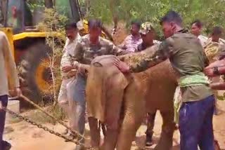 injured baby elephant died