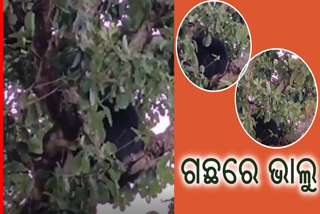 bear climbs on a tree