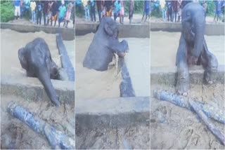 Baby elephant falls in water tank in Jorhat