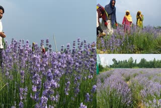 pulwama purple paradise of kashmir lavender cultivation