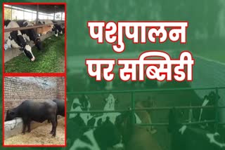 Subsidy on animal husbandry in Haryana