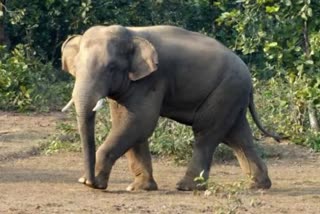 elephant destroyed house