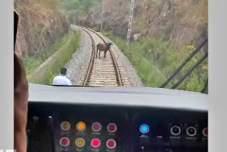 ಹಳಿ ಮೇಲೆ ಸಿಲುಕಿದ ಹಸು