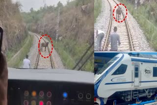 cow stuck in railway track