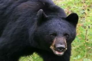 Female bear seen with two cubs