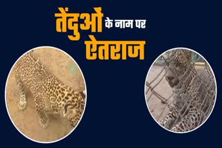 controversy on leopard names