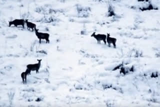 Kashmir stag