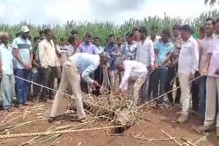 Crocodile rescue work by forest department officials