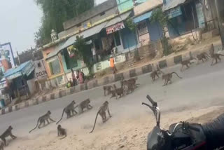 Monkeys Fight