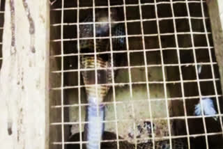 King cobra in a pigeon box