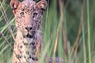 Uttarakhand: Bajrang Dal opposes leopard named Tehseem and Rukshana