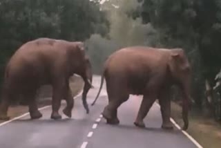 Elephant Viral Video