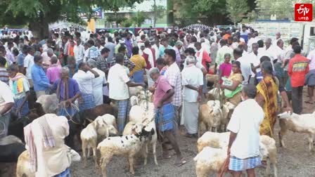 பக்ரீத் பண்டிகையையொட்டி ஒரு கோடி ரூபாய்க்கு ஆடுகள் விற்பனை!