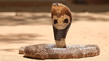 Spectacled Cobra