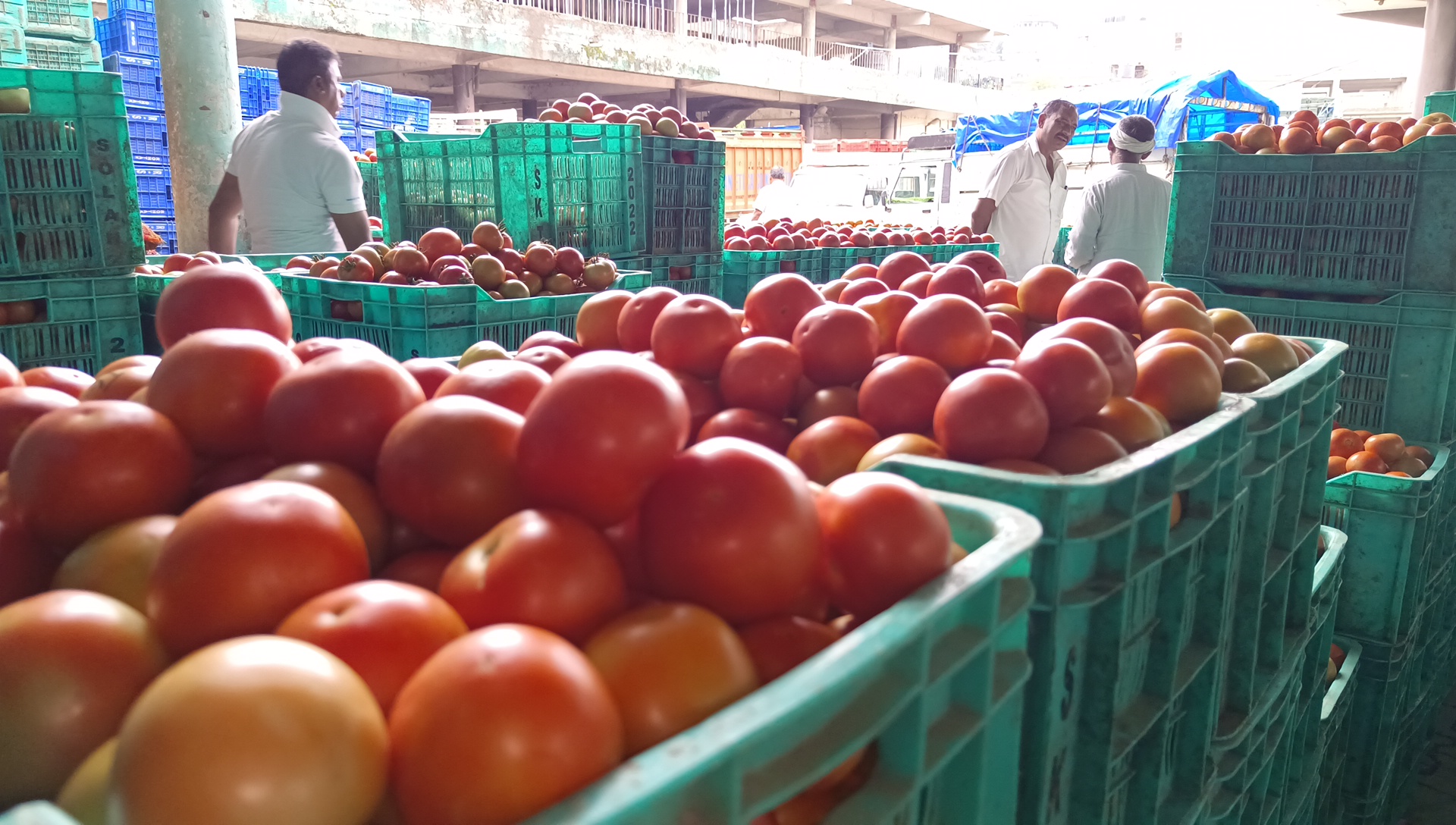 Tomato Price Hike