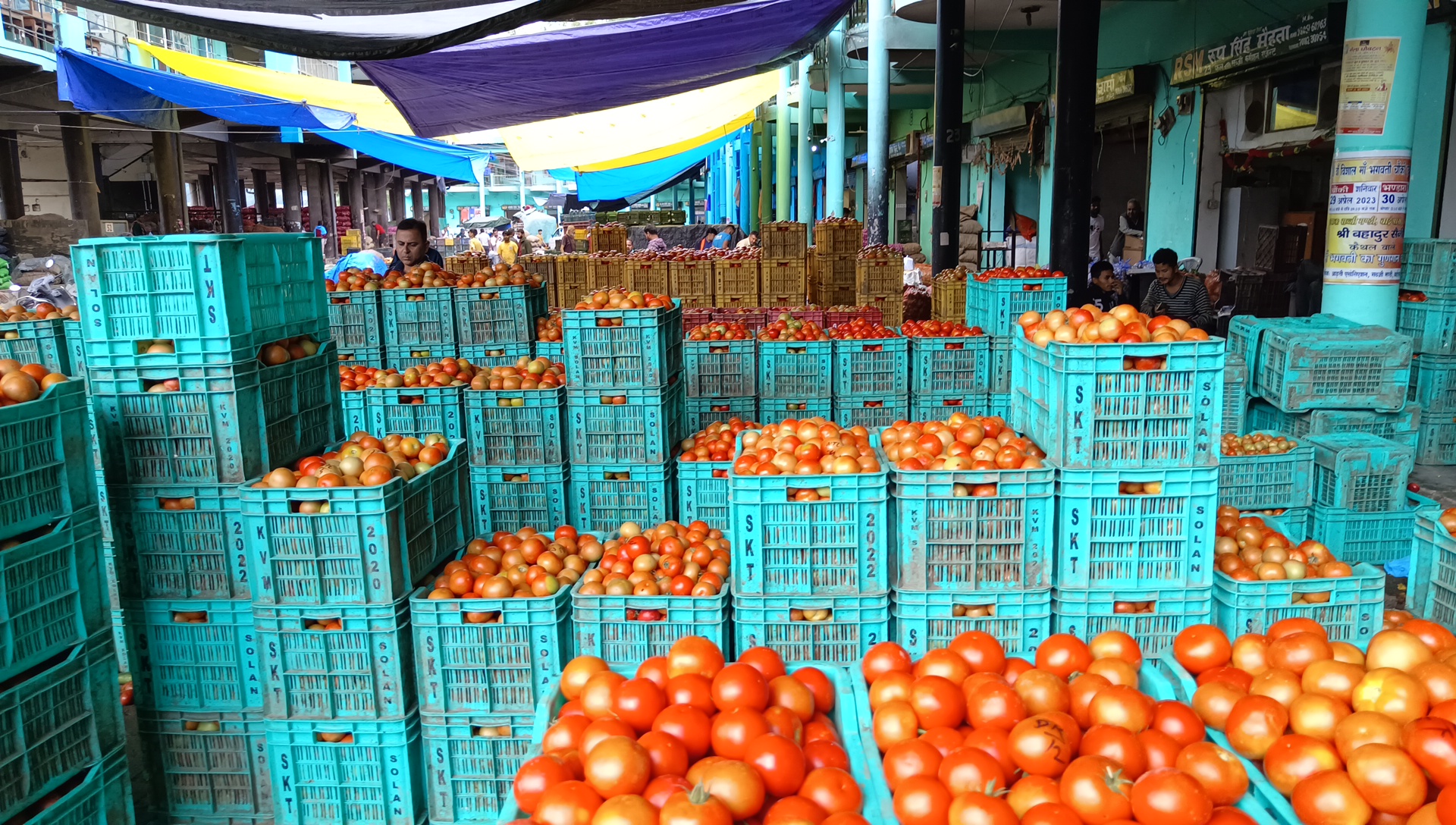 Tomato Price Hike