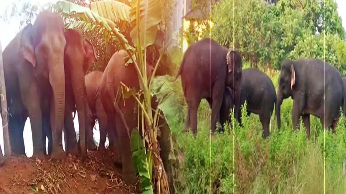 Elephants Dying in Manyam District