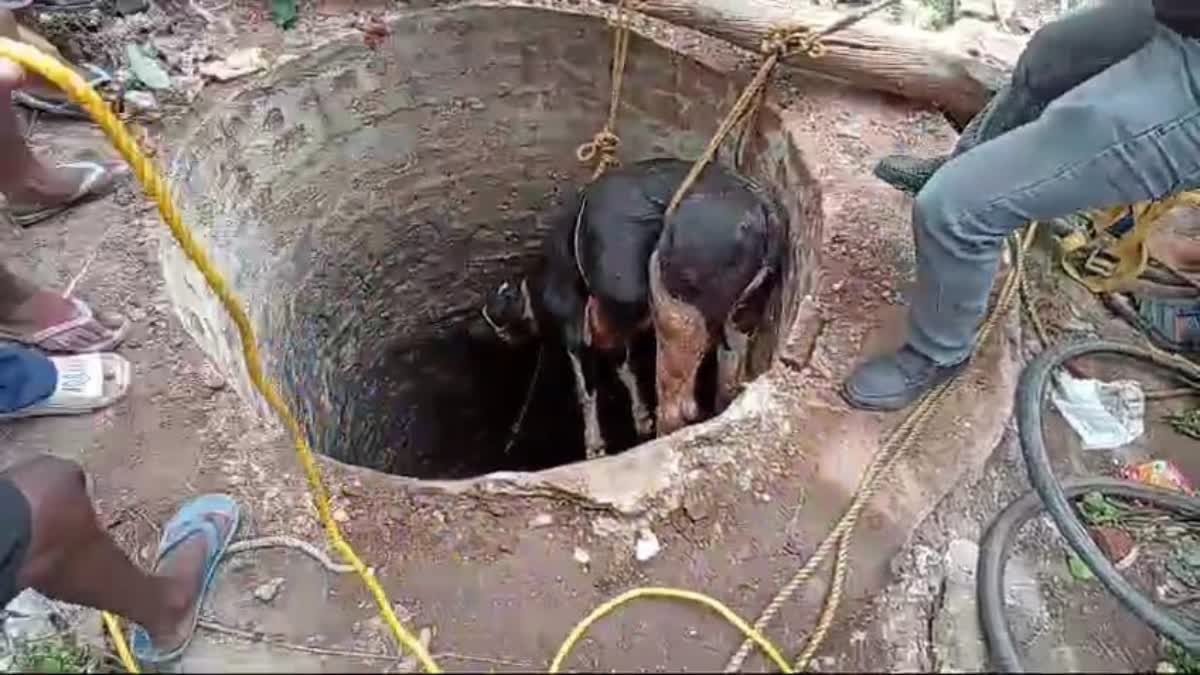 COW FELL INTO A WELL IN RANCHI