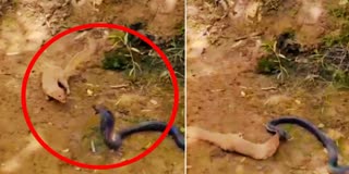 COBRA MONGOOSE FIGHT VIDEO