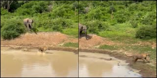 Elephant chased Tiger who was in relax mood in the lake of Bandipur