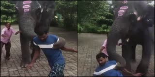 Kukke Temple elephant threw away a person who came close to the smell of alcohol