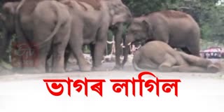 AMAZING SCENE OF ELEPHANT