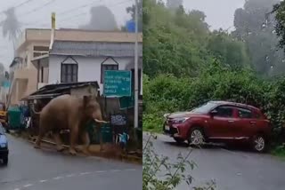 NADUKANI CHURAM  WILD ELEPHANT ATTACK  CAR WAS DAMAGED BY WILD ELEPHANT  നാടുകാണി ചുരം പാതയിൽ ആന