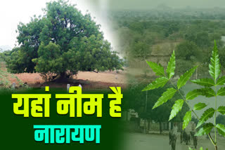 Villagers do not cut neem tree