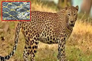 Leopard Found in Dig