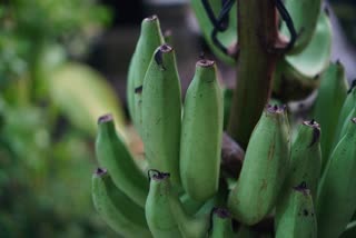 Raw Banana for Health News