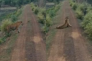 TIGER SEEN NEAR KHEDA DAM