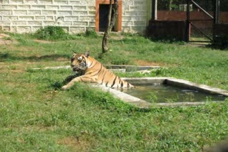 Tigress Sara died in Nandankanan