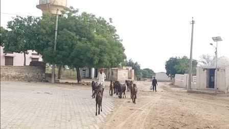 A farmer tends to his goats with neem trees in the background at Padampura village in Rajasthan's Ajmer district