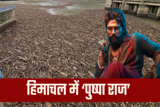 पुष्पा राज की याद दिला देगी हिमाचल की ये तस्वीर